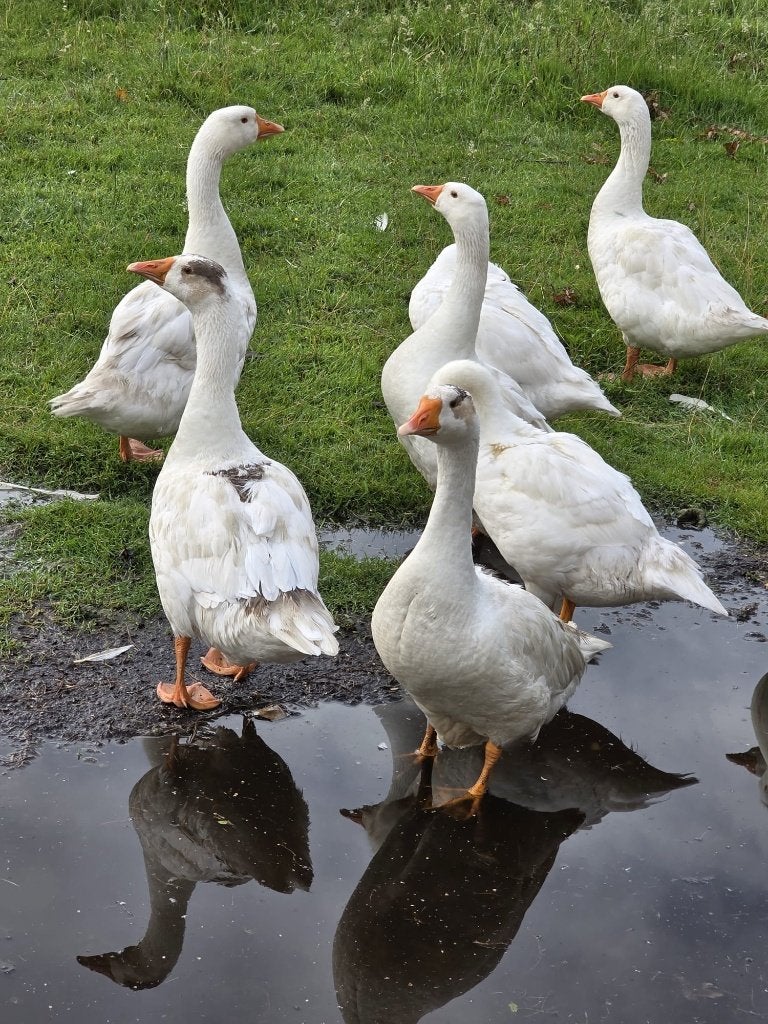 jonge boeren ganzen van 2025 en 2026, Meerdere dieren, Gans of Zwaan
