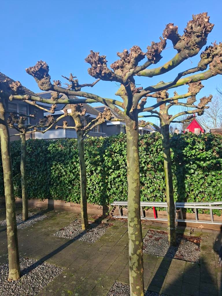 9st dakplatanen, Tuin en Terras, Ophalen, Dakboom