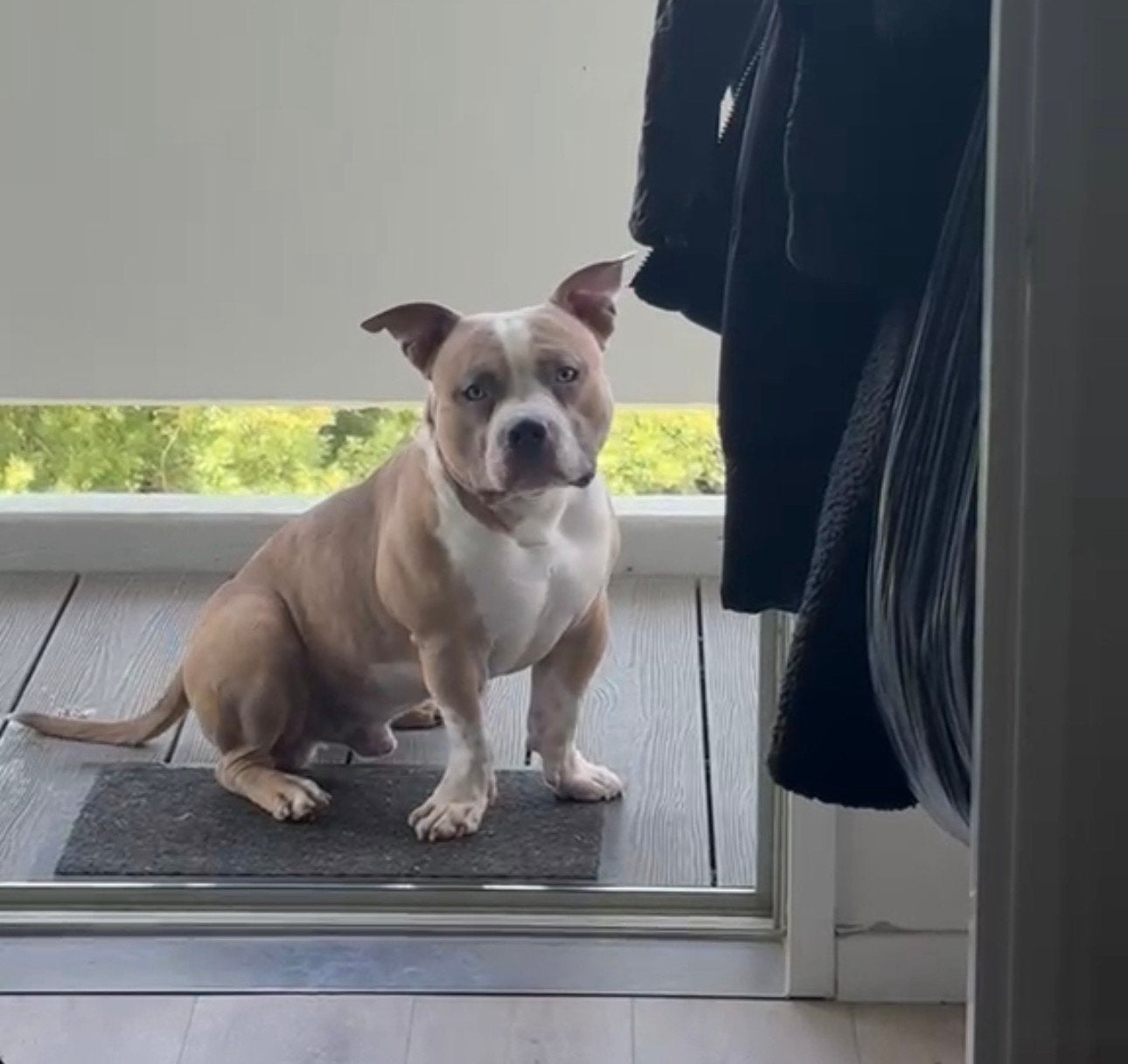 Dek reu American Bully stamboom, Dieren en Toebehoren, Rabiës (hondsdolheid), 1 tot 2 jaar, Eén hond, Nederland