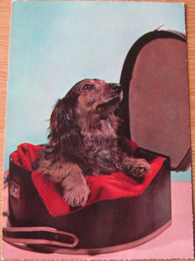 teckel in hoedendoos - onbeschreven ansichtkaart, Ophalen of Verzenden, 1960 tot 1980, Ongelopen, Hond of Kat