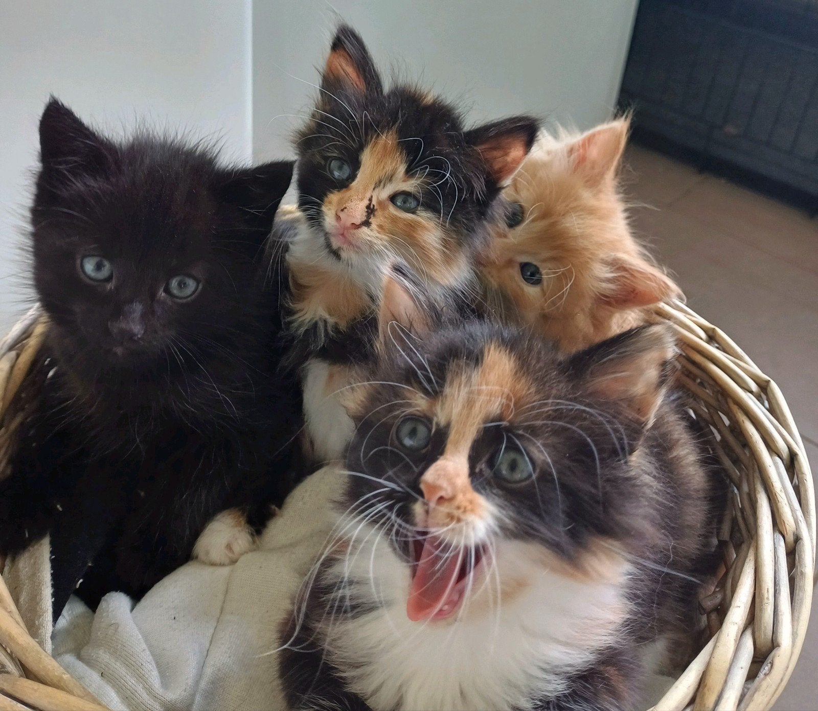 ❤️Zeer mooie kittens maincoon, Meerdere dieren