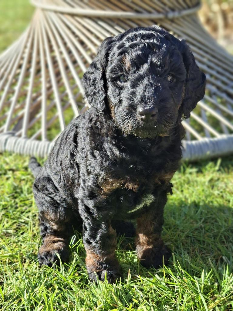 Labradoodle Pups, Rabiës (hondsdolheid), Overige rassen, 8 tot 15 weken, Meerdere