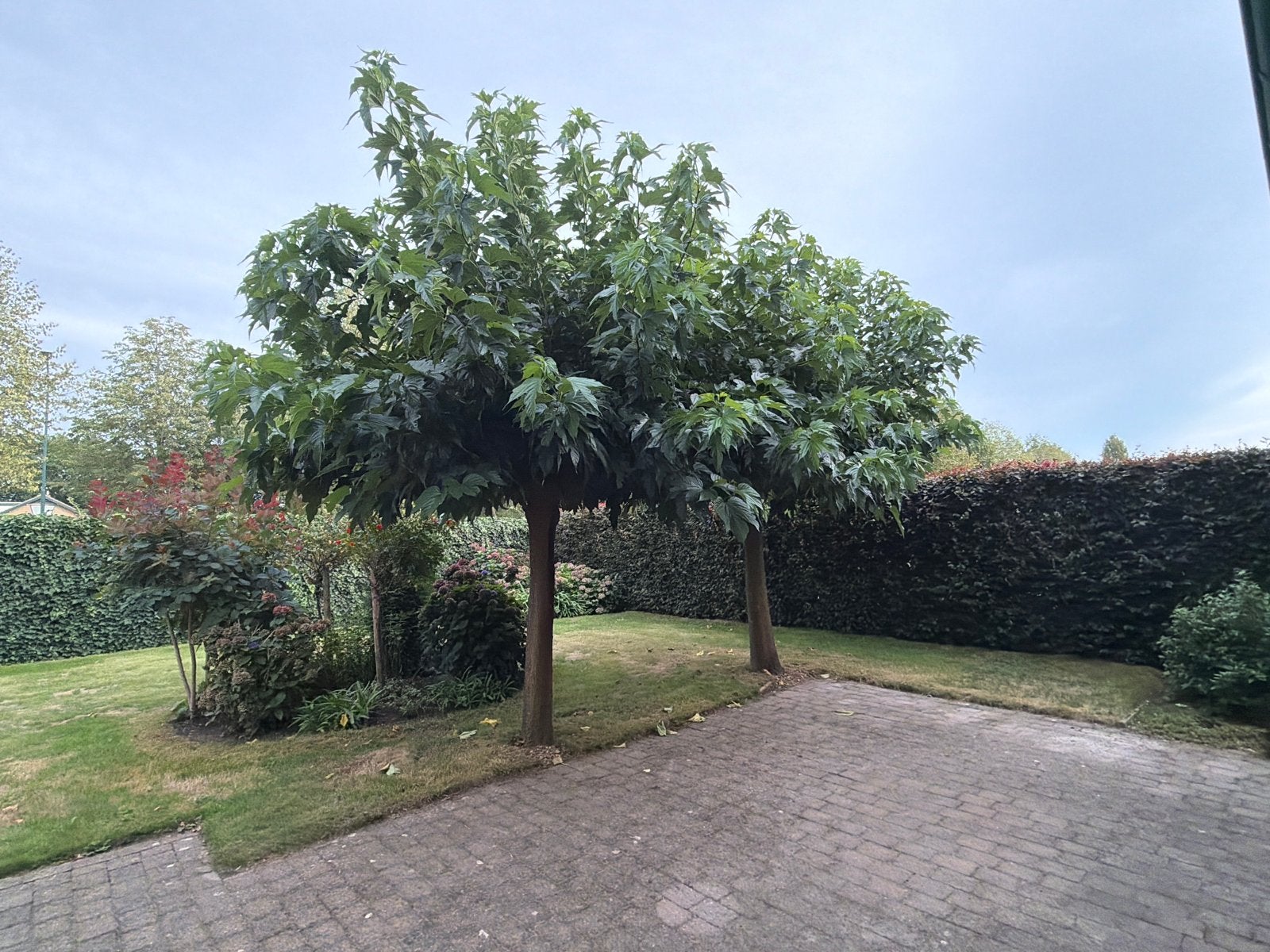 Twee prachtige dakmoerbeien voor uw tuin  gratis af te halen, Tuin en Terras, Ophalen of Verzenden, Lente, 250 tot 400 cm, Volle zon