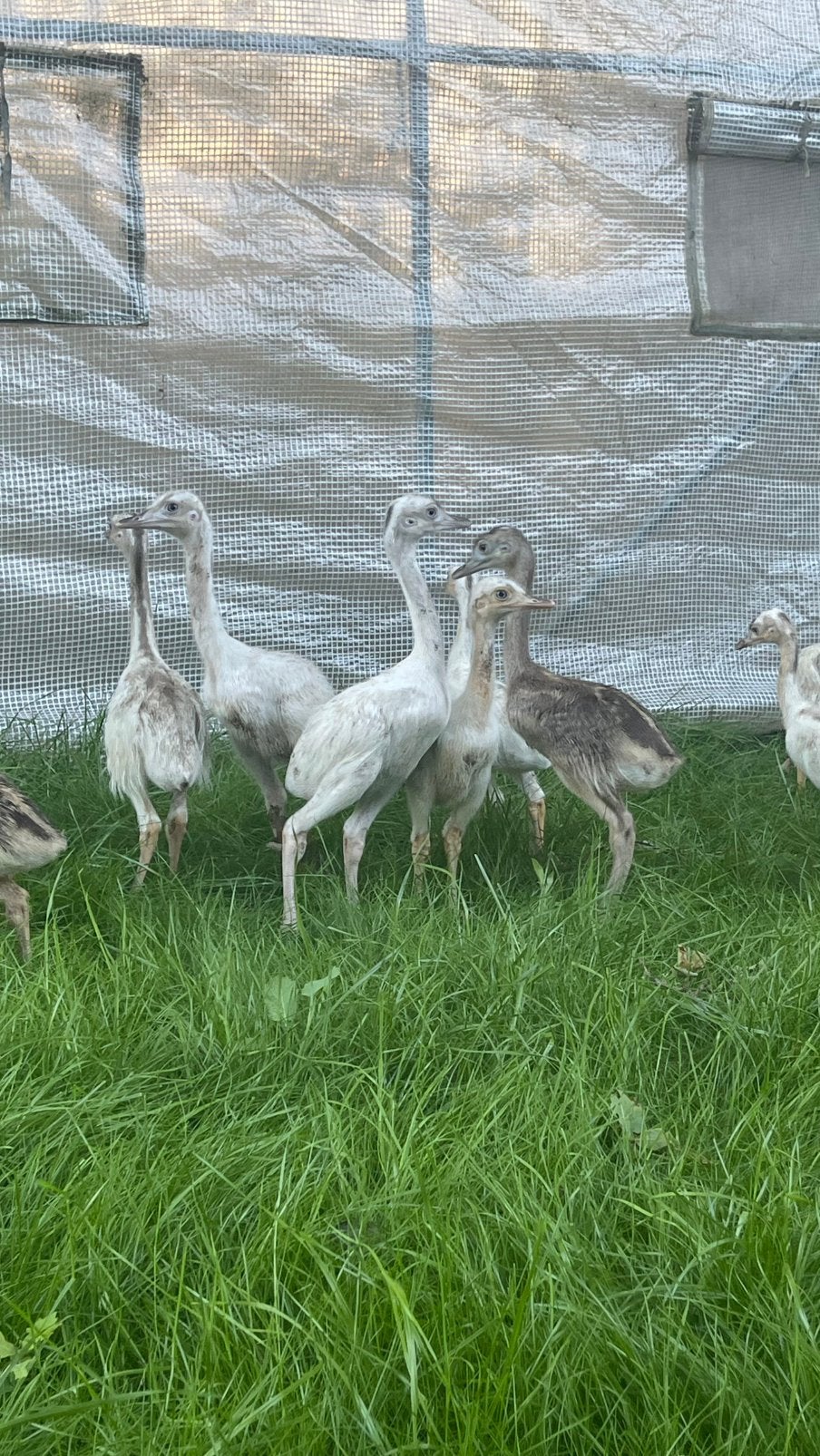Nandoe kuikens, Dieren en Toebehoren, Pluimvee