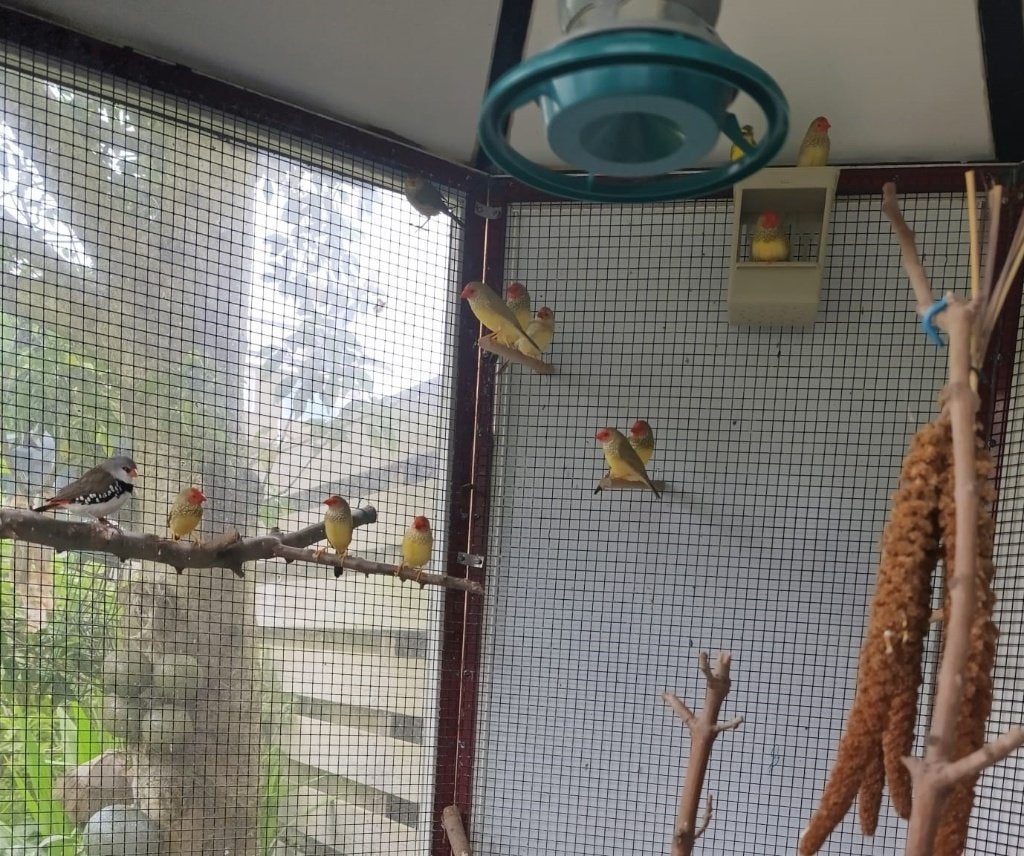 Binsen Astrilden Eigen Kweek, Meerdere dieren, Tropenvogel