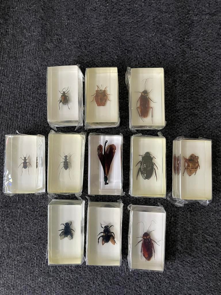 Insecten in hars, Verzamelen, Dierenverzamelingen, Ophalen of Verzenden, Zo goed als nieuw, Paard, Beeldje of Figuurtje