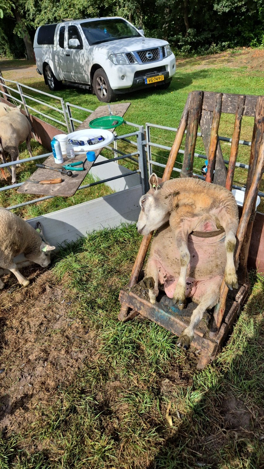 schapen bekapper, Vrouwelijk, Schaap