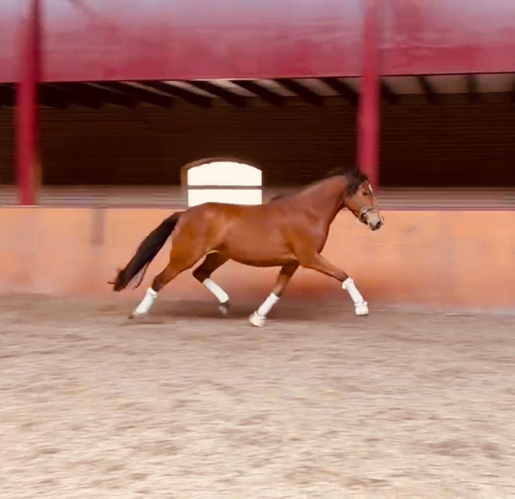 Aparte 3 jarige D pony New Forest, Met stamboom, Ruin, Dressuurpony, 3 tot 6 jaar