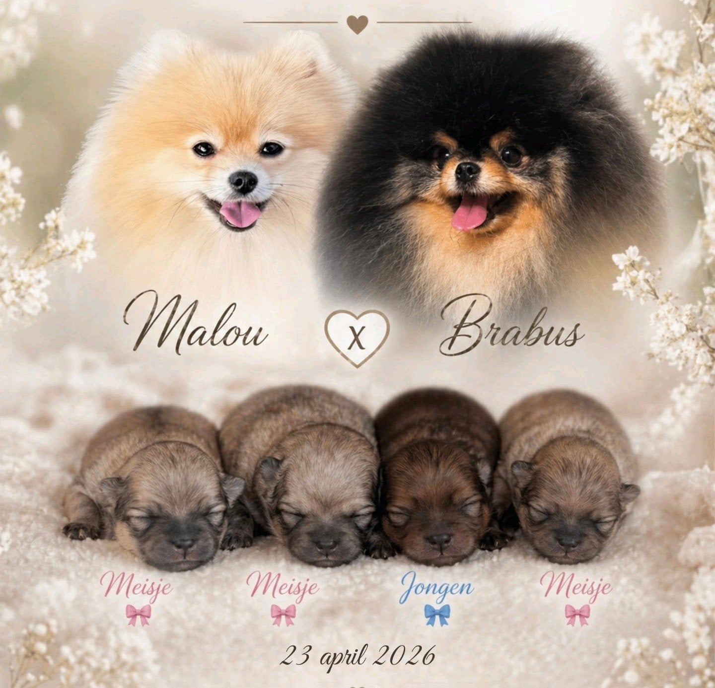 Pomeranian pomeriaan dwergkees pups, Parvo, Keeshond, 8 tot 15 weken, Meerdere