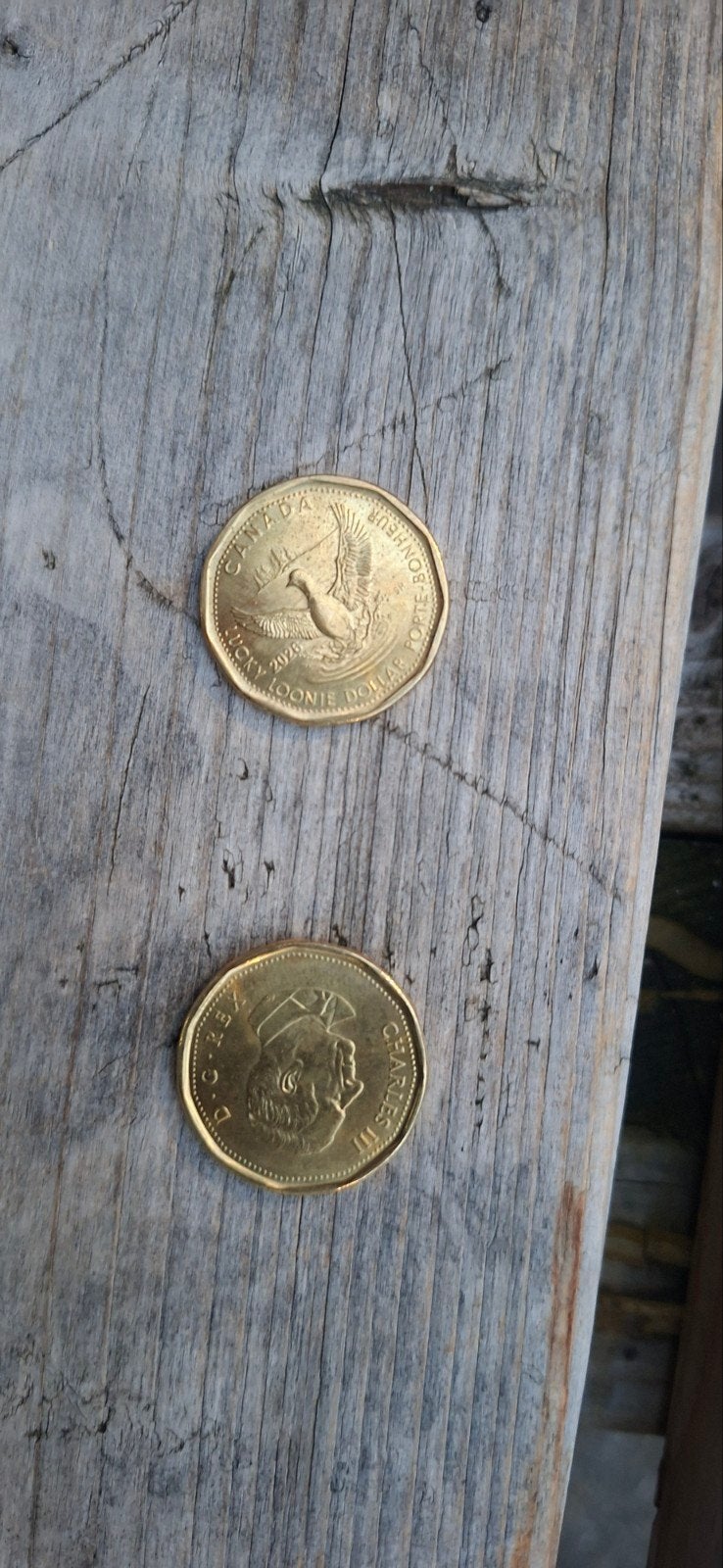 Canadese Lucky Loonie Dollar 2020 met Charles III, Ophalen of Verzenden, Losse munt, Goud