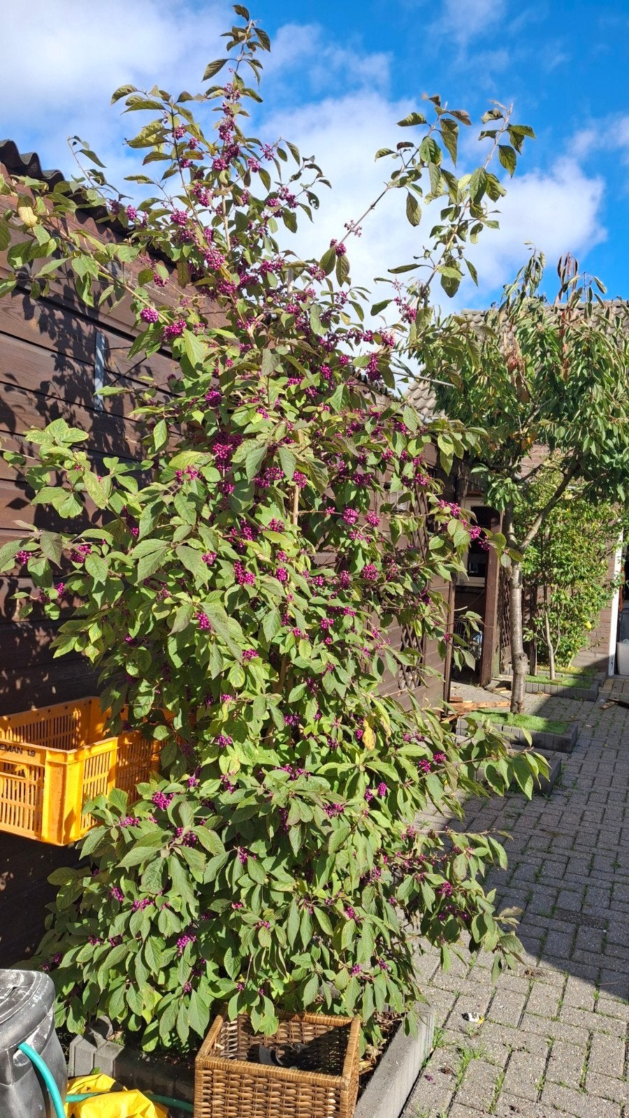 2 stuks Callicarpa (Schoonvrucht) zelf uithalen, Volle zon, Vaste plant, Herfst, Ophalen