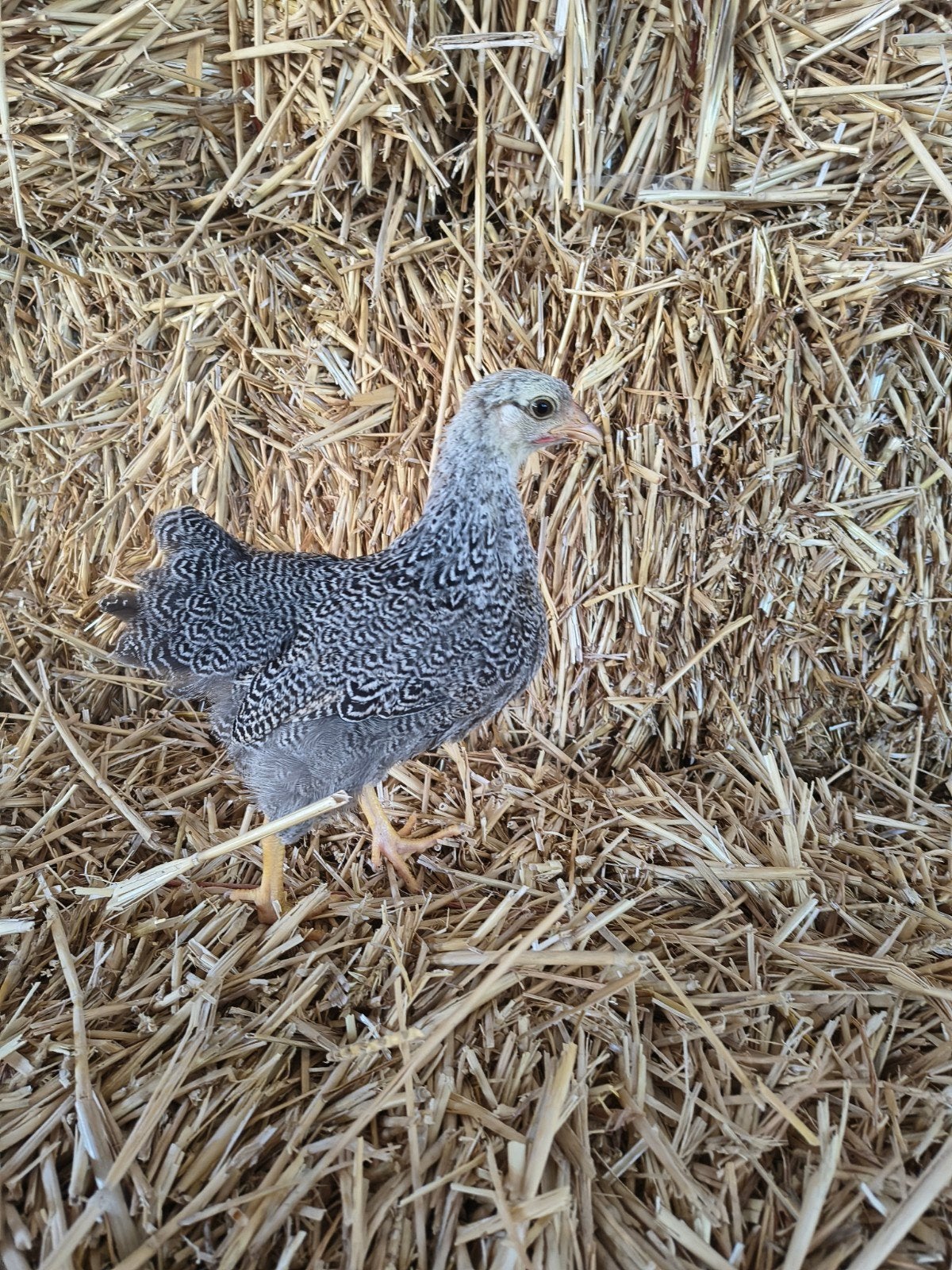 3 Prachtige Wyandotte kriel hennen, Dieren en Toebehoren, Vrouwelijk, Kip