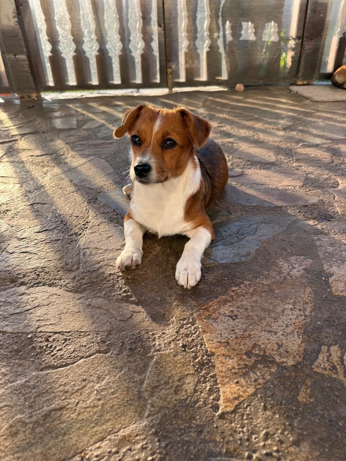 puppy Chanel ter adoptie herplaatser Kleinblijvend, Dieren en Toebehoren, Particulier, 15 weken tot 1 jaar, Overige rassen, Buitenland