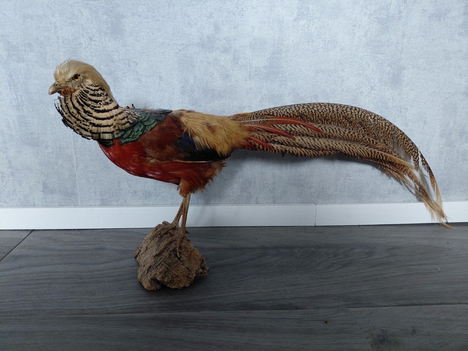 goudfazant, Ophalen of Verzenden, Zo goed als nieuw, Vogel, Opgezet dier