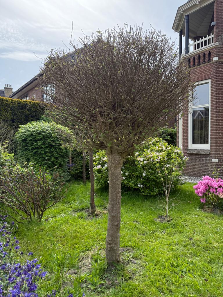 Bolboom gratis af te halen, Tuin en Terras, Lente, 250 tot 400 cm, Ophalen, Volle zon