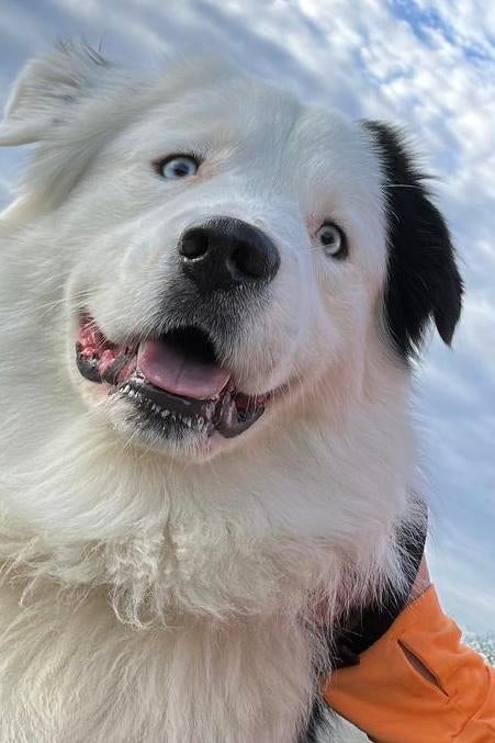 Australische herder dekreu, Reu, 1 tot 2 jaar, Parvo, Eén hond