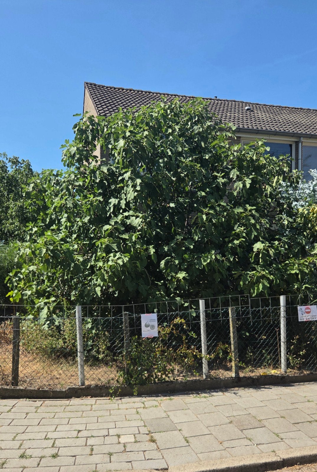 vijgenboom, Bloeit niet, Overige soorten, 100 tot 250 cm, Ophalen