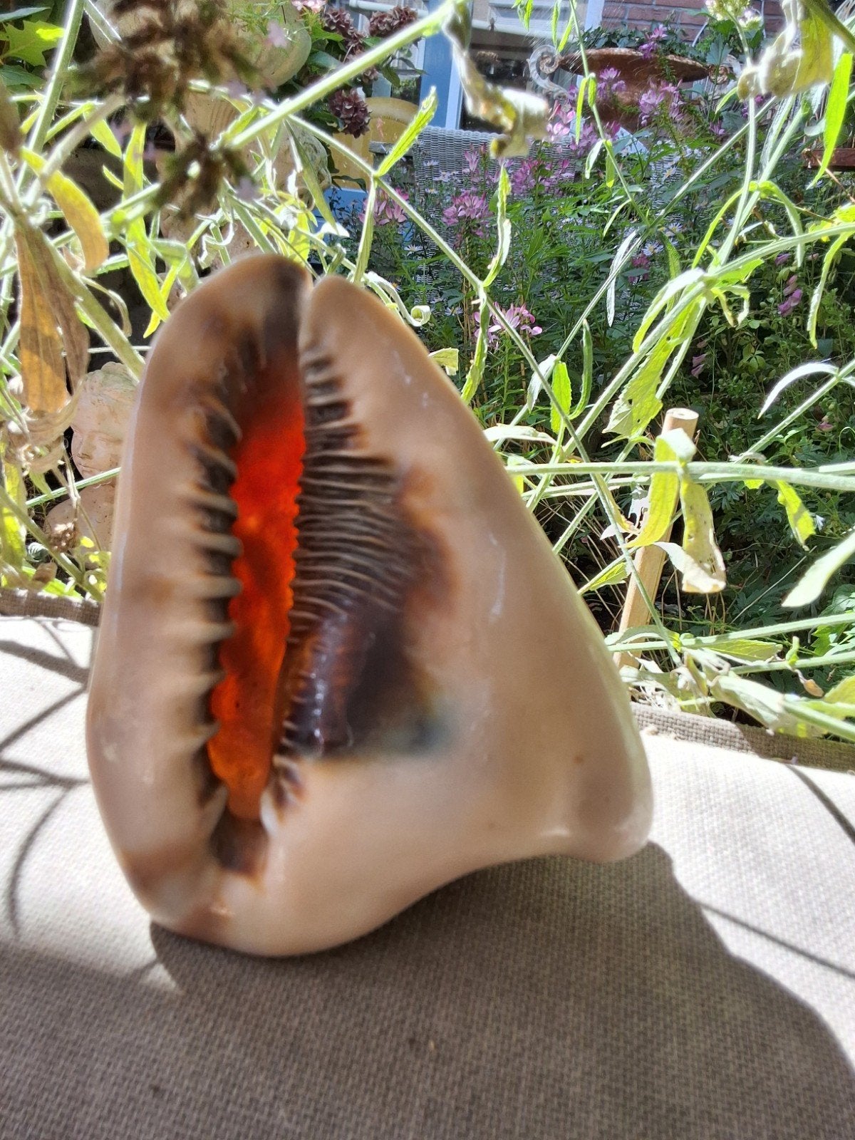 Grote schelp cassis tuberosa 15cm, Verzamelen, Mineralen en Fossielen, Ophalen of Verzenden