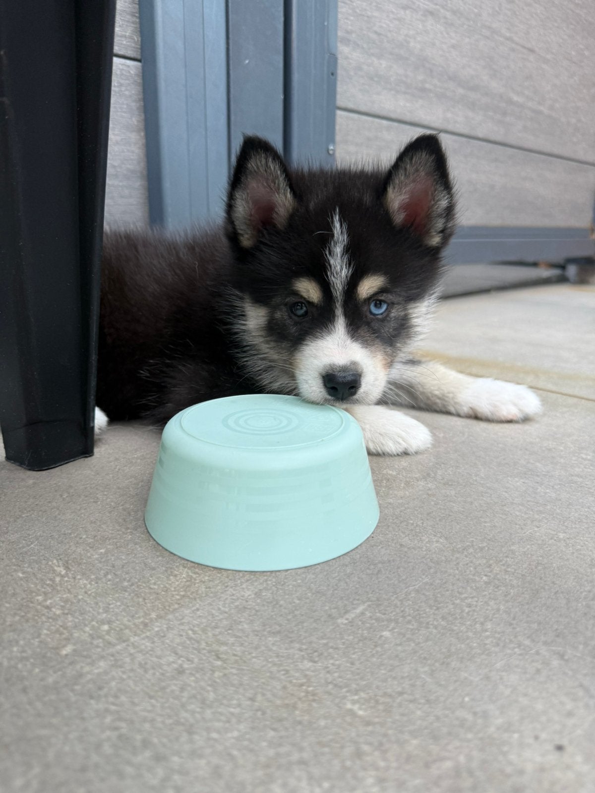 De mooiste en liefste pomsky pups, Parvo, 8 tot 15 weken, Meerdere, Meerdere dieren