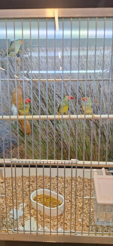 Binze astrilde, Dieren en Toebehoren, Vogels | Overige Vogels, Geslacht onbekend, Tropenvogel, Geringd