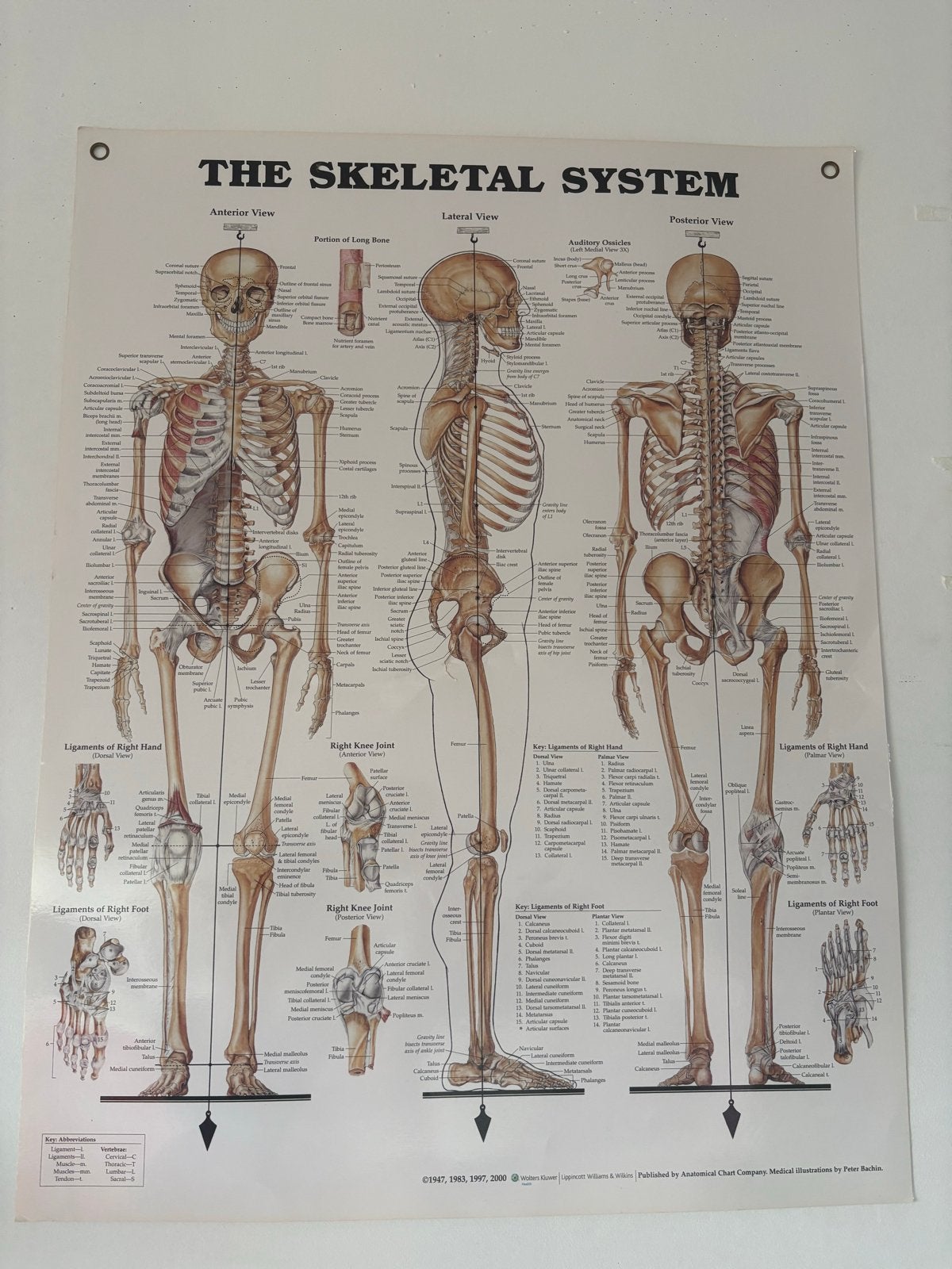 Skelet Systeem Anatomische Kaart - Medisch Onderwijs, Ophalen, Gelezen, Natuurwetenschap