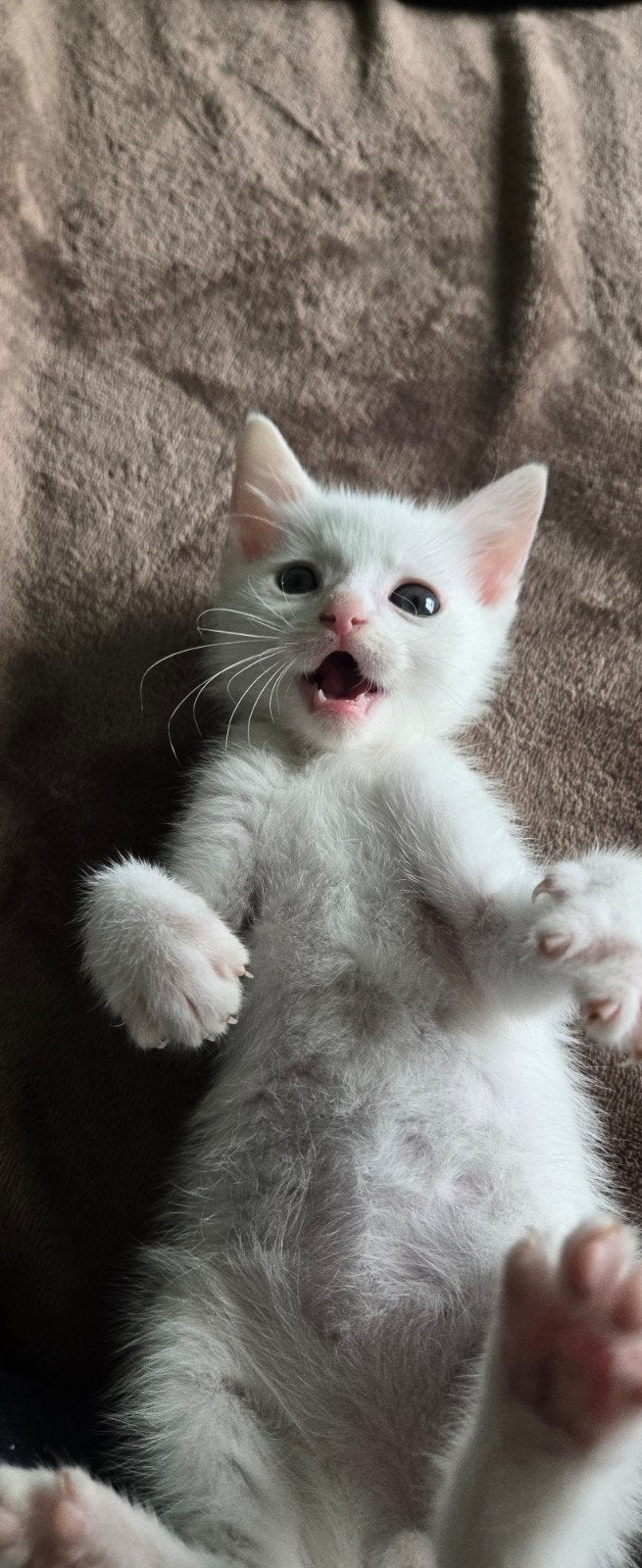 Prachtig, speels wit kitten (mannetje) – Geboren 17 april!, Dieren en Toebehoren, Kater, Ontwormd, 0 tot 2 jaar
