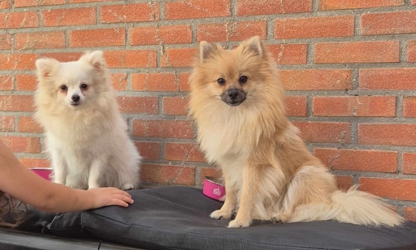 Pommeriaan keeshond 2 zusjes zoeken een liefdevol huis, Dieren en Toebehoren, Keeshond, 1 tot 2 jaar, Teef, Parvo