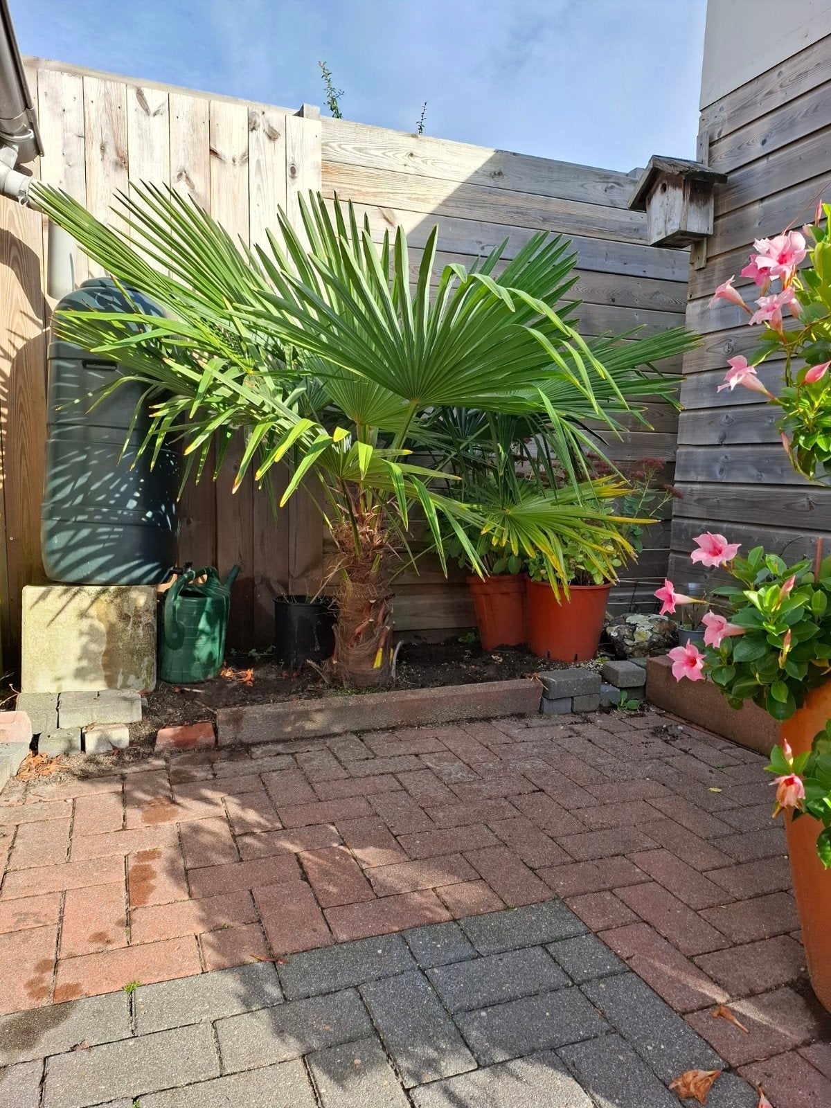 Trachycarpus Fortunei - Winterharde Palmboom, Tuin en Terras, Overige soorten, Volle zon, Vaste plant, Ophalen of Verzenden