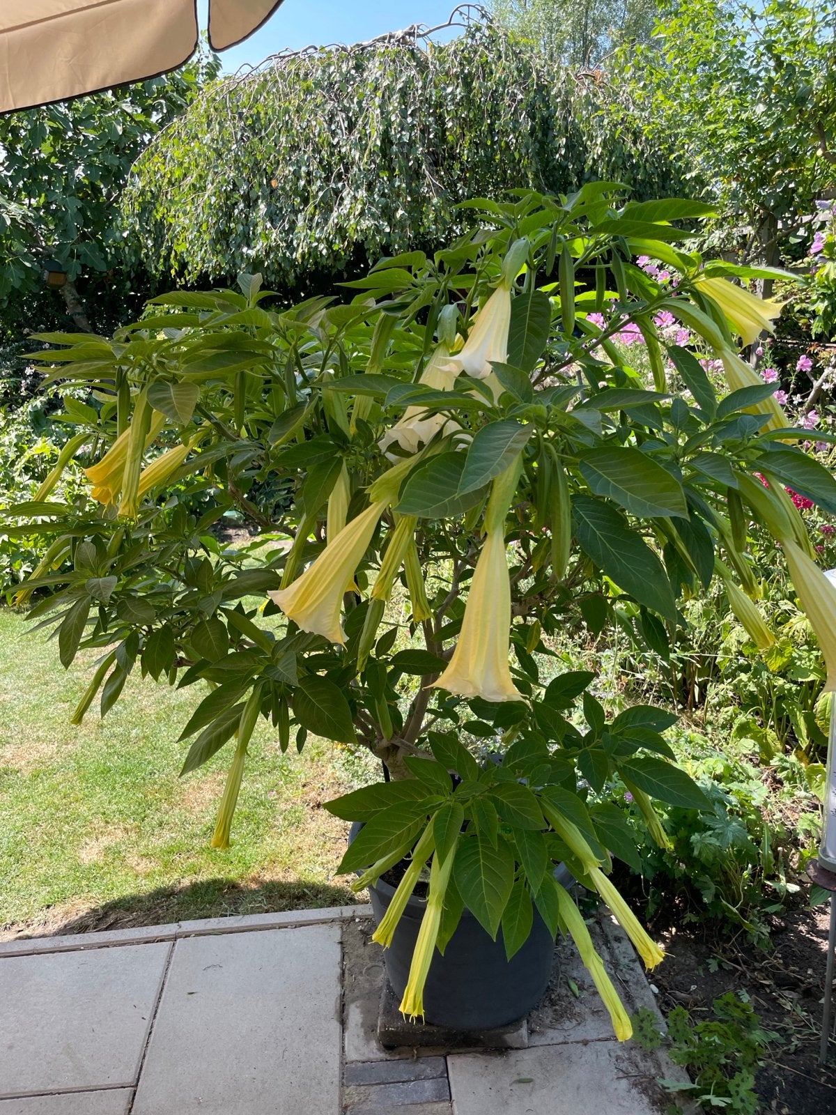 Grote Brugmansia (Engelentrompet) met gele bloemen, Tuin en Terras, Planten | Tuinplanten, Volle zon, Vaste plant, Zomer, Ophalen