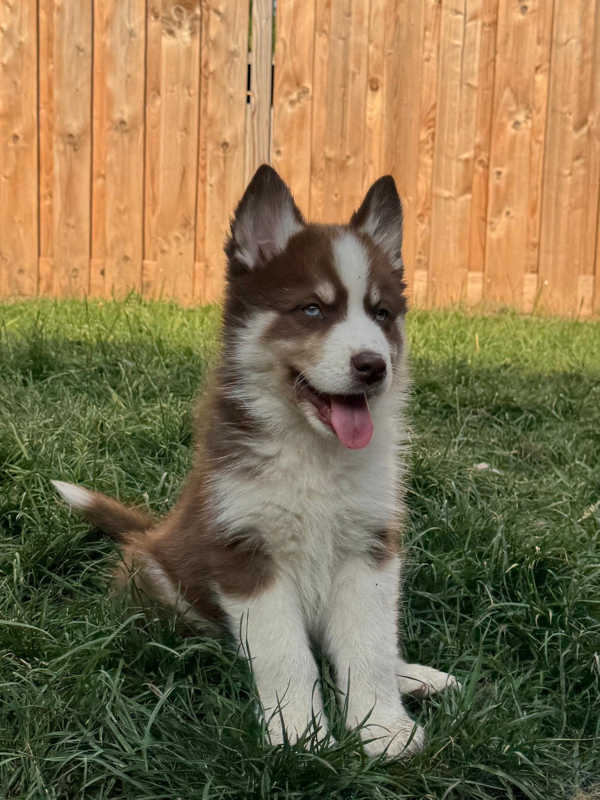 Lieve, schattige Pomsky pups mogen verhuizen, Overige rassen, 8 tot 15 weken, Parvo, Meerdere
