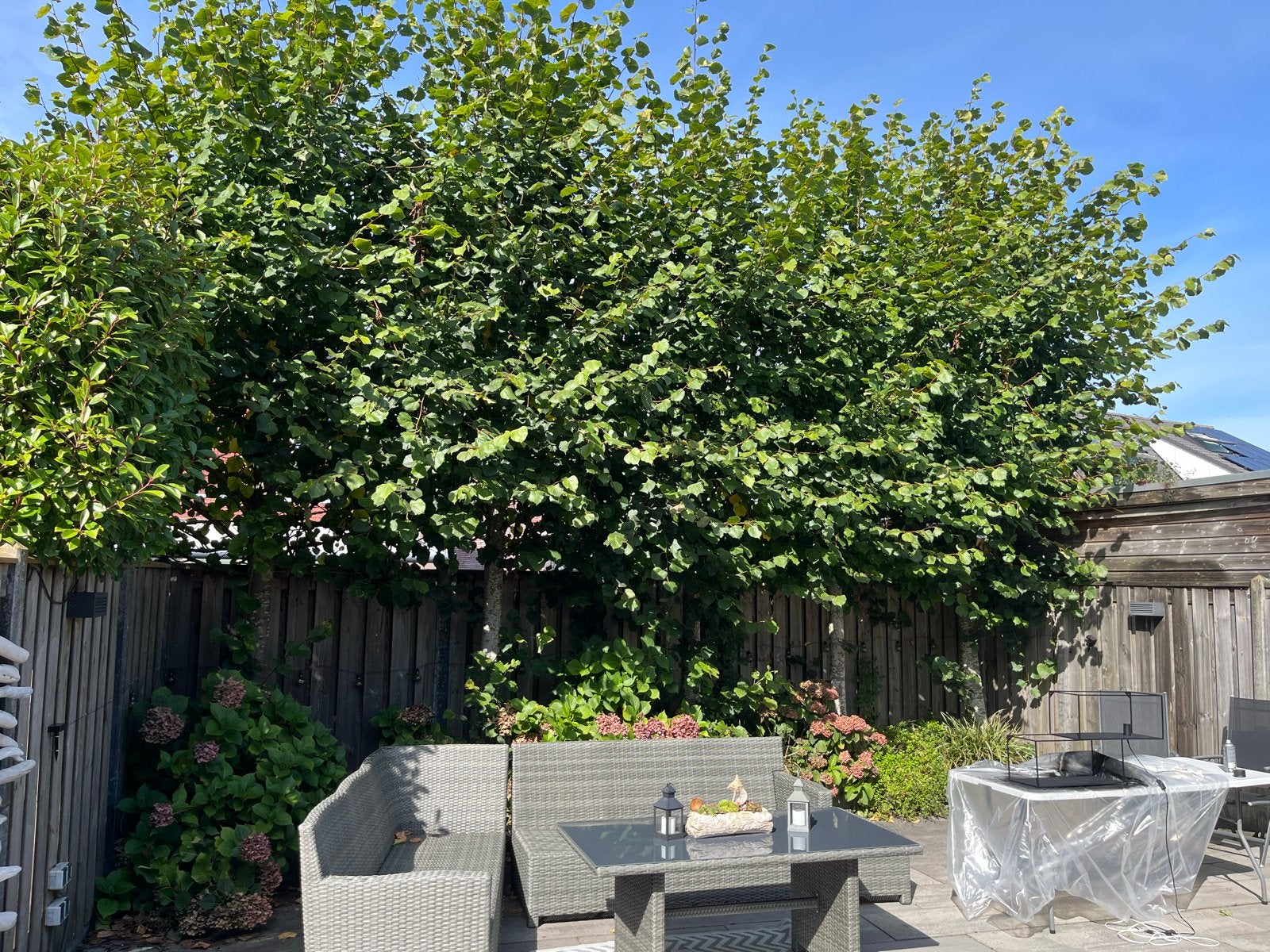 Leibomen - Groene Afscheiding voor uw Tuin, Tuin en Terras, Volle zon, Bloeit niet, Leiboom, Ophalen of Verzenden