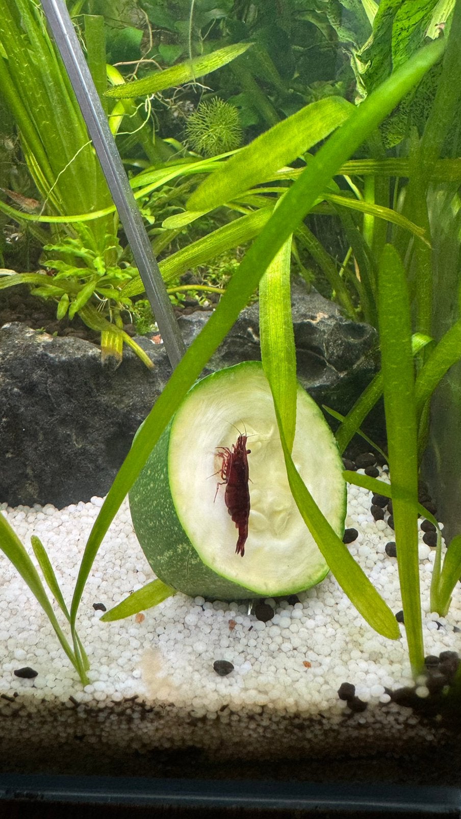 Neocaridina red cherry garnalen €1, Dieren en Toebehoren, Vissen | Aquariumvissen, Kreeft, Krab of Garnaal