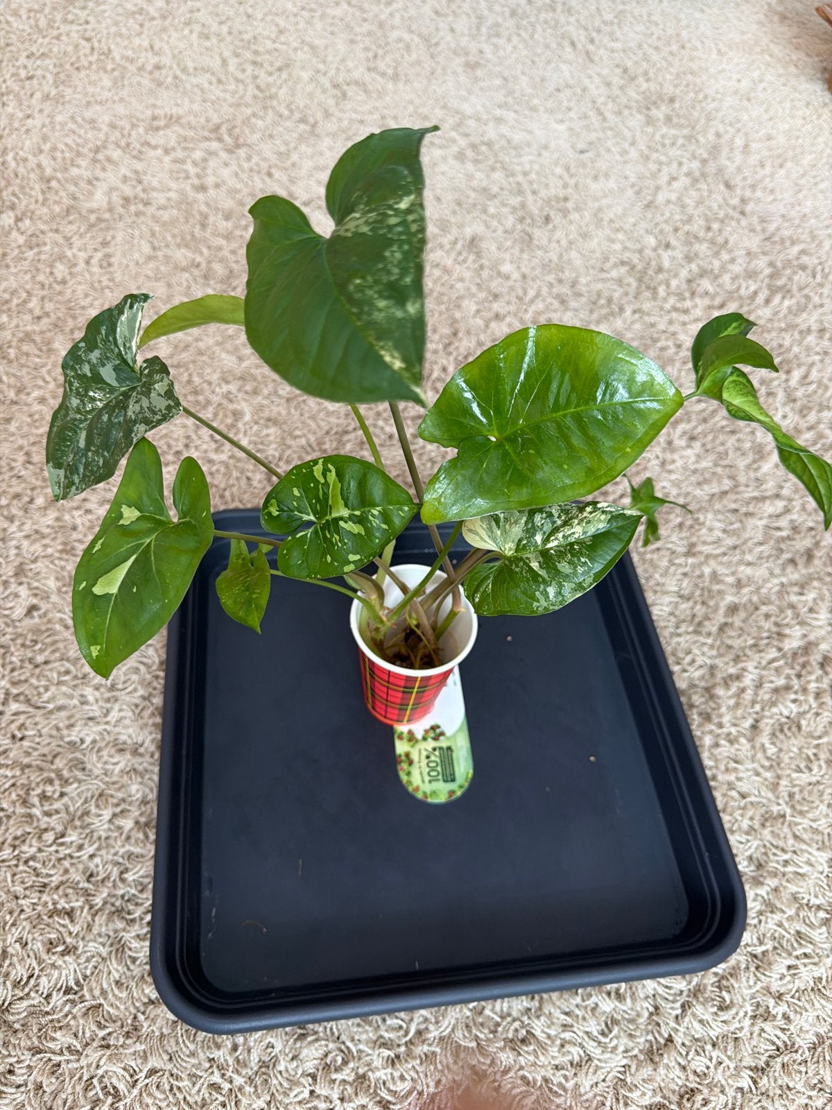 Syngonium pakket, Ophalen of Verzenden, Halfschaduw, Minder dan 100 cm