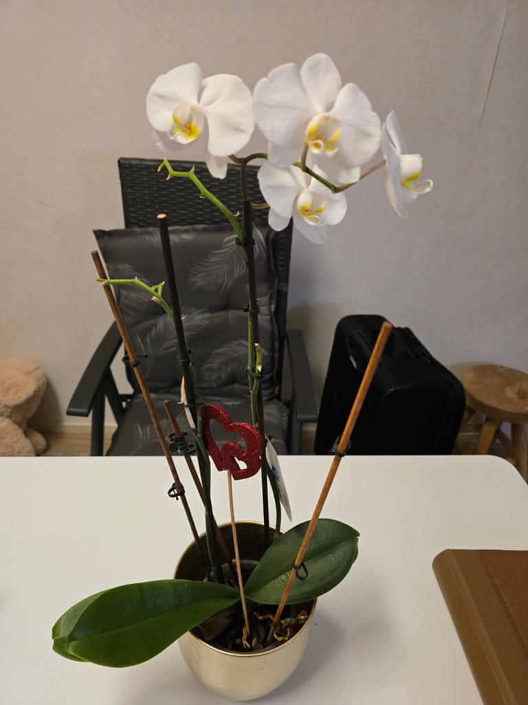 Prachtige Orchideeën in Diverse Potten, Ophalen, Halfschaduw, In pot, Minder dan 100 cm
