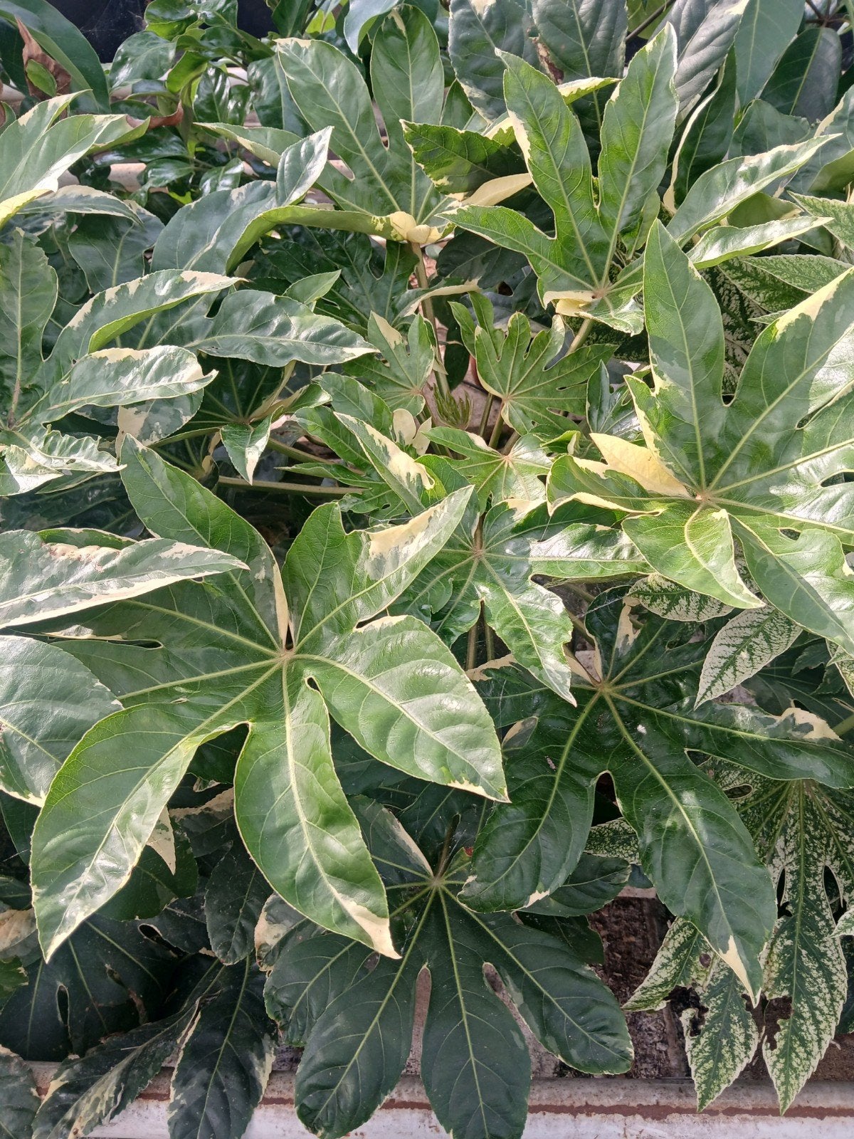 Fatsia variegata plant, Ophalen, Overige soorten, Minder dan 100 cm