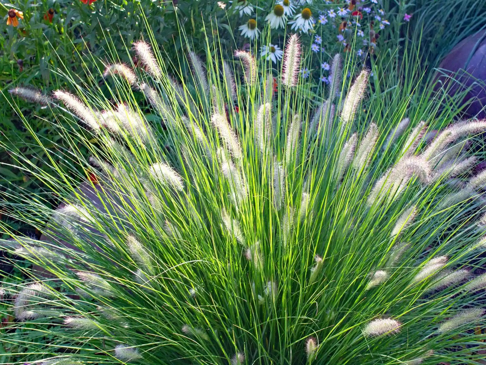 Pennisetum alopecuroides 'Hameln' Lampenpoetsersgras, Ophalen of Verzenden, Siergrassen, Volle zon