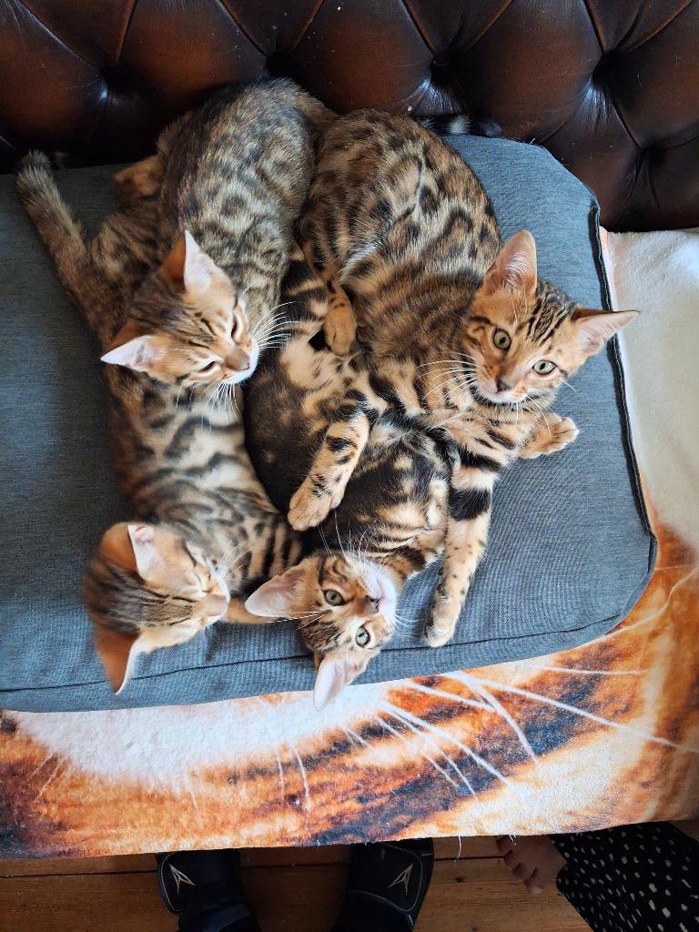 Bengaal/Bengaalse kittens met stamboom, Meerdere dieren, Met stamboom, 0 tot 2 jaar