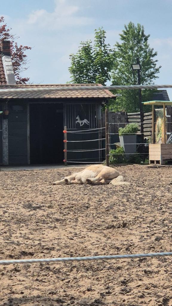 2 plekken voor shetjes of mini's, Dieren en Toebehoren, Stalling en Weidegang, Stalling