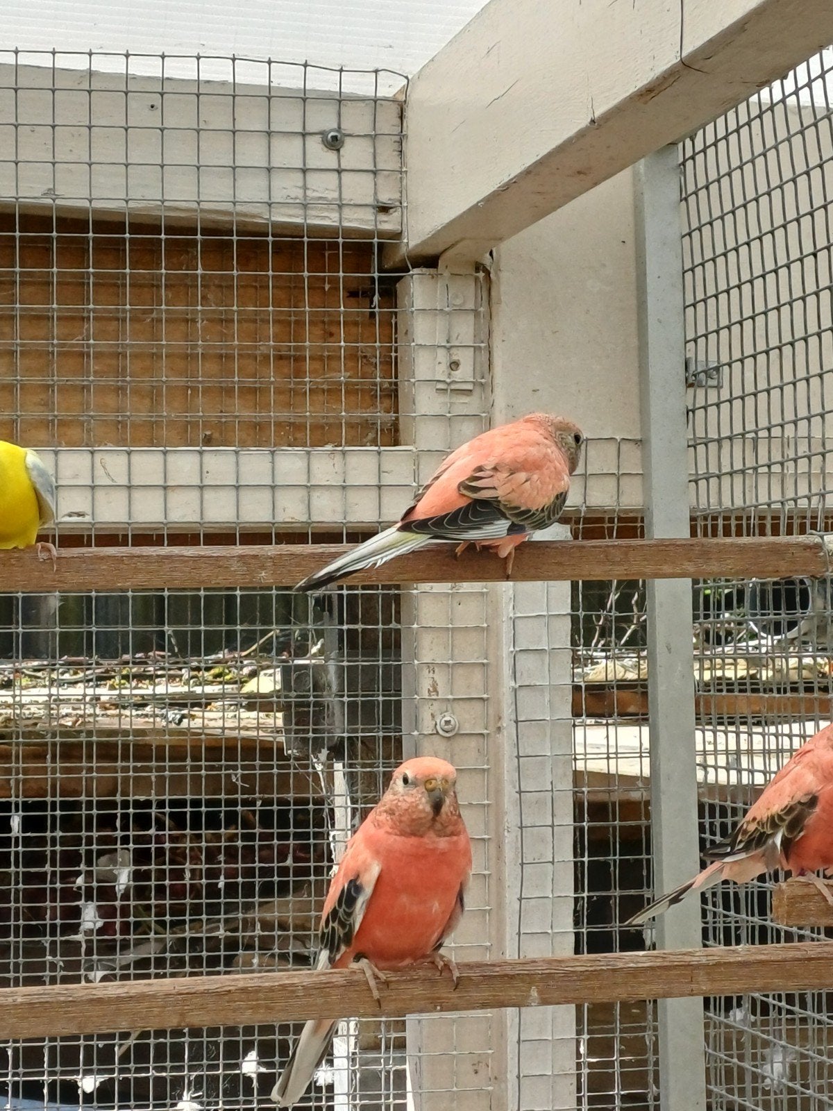 Tekoop bourks bourkes opaline, Dieren en Toebehoren, Meerdere dieren, Parkiet