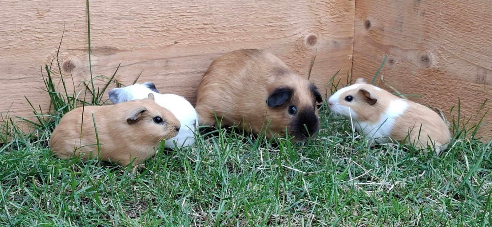 California cavia's van dit jaar., Cavia, Juni, Meerdere dieren, Tam