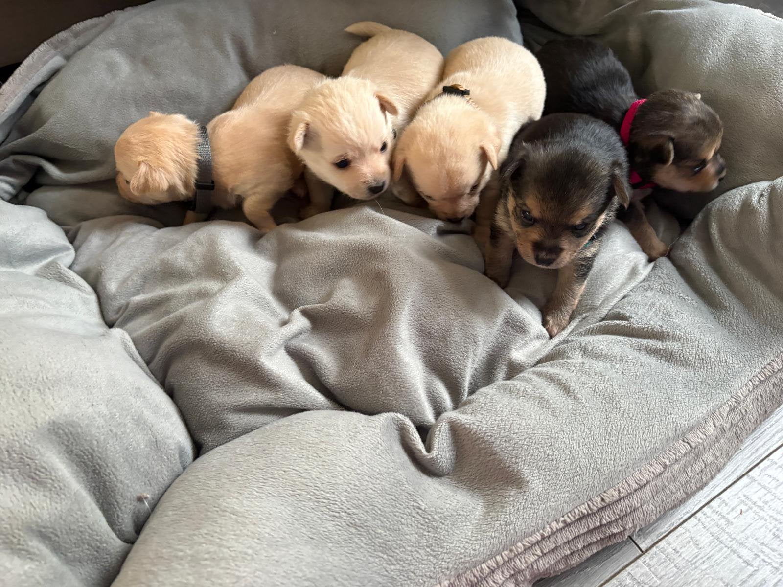 Prachtige Pomchi pups te koop – 1 reutje & 4 teefjes, Dieren en Toebehoren, Overige rassen, 8 tot 15 weken, CDV (hondenziekte)