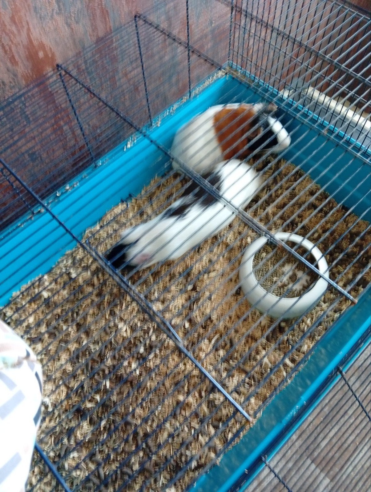 cavias gratis, Juni, Mannelijk, Cavia