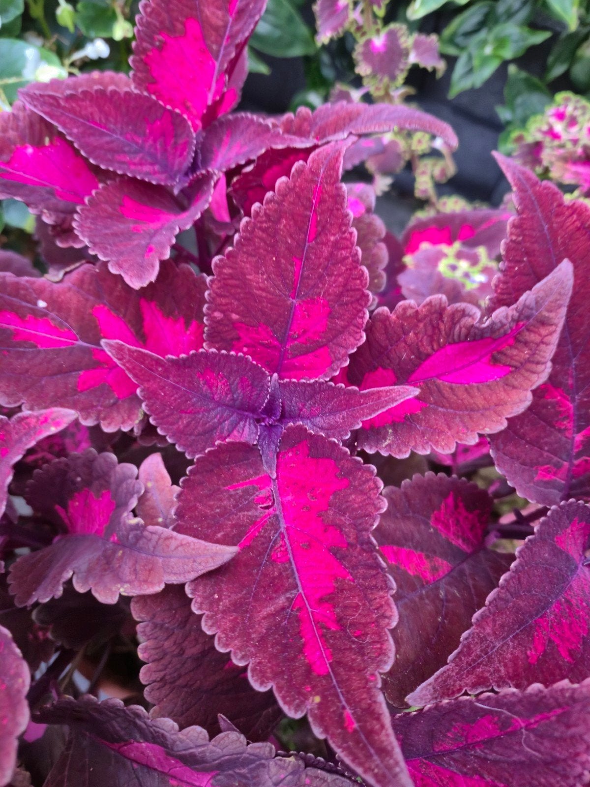 coleus siernetel stekjes, Ophalen of Verzenden, Halfschaduw, Minder dan 100 cm