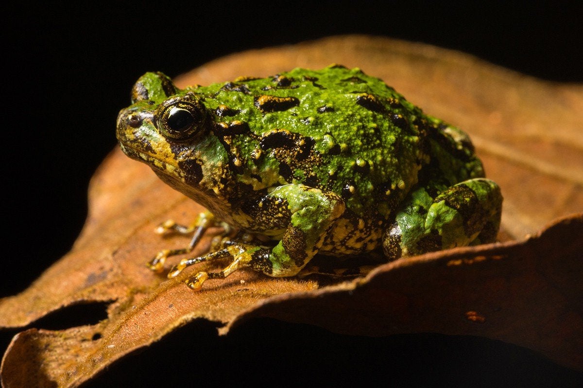 Scaphiophryne marmorata nakweek, Dieren en Toebehoren, Reptielen en Amfibieën, Amfibie, 0 tot 2 jaar