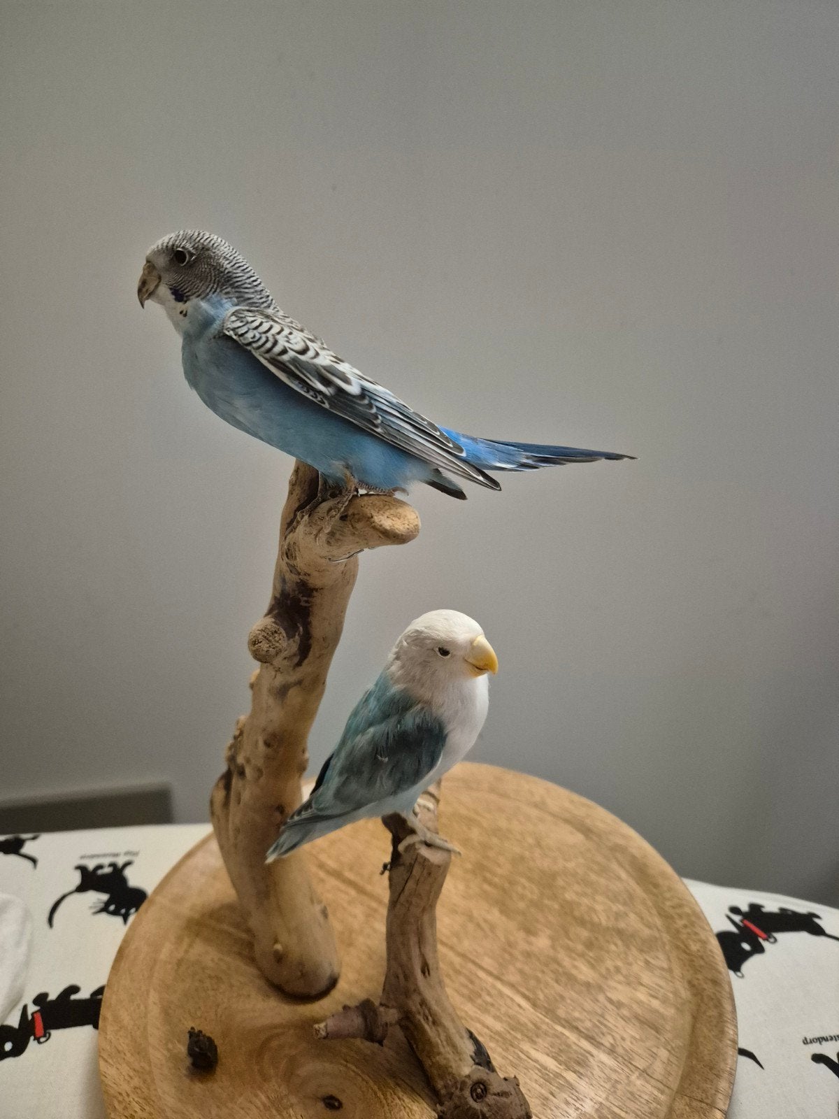 taxidermie vogels, Ophalen of Verzenden