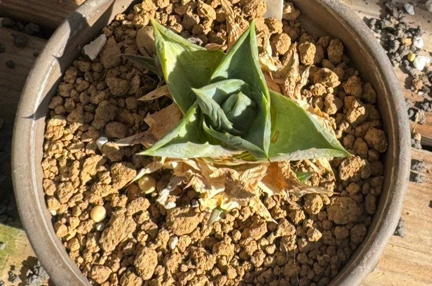 Agave Tinkerbell – Thailand 2023 – Zeldzaam Collectorsitem, Tuin en Terras, Overige soorten, Volle zon, Vaste plant, Ophalen of Verzenden