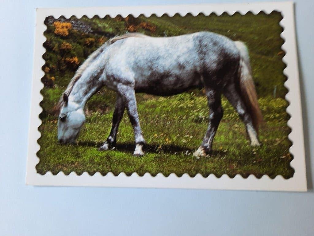 ansichtkaart kaart paard veulen, Ophalen, 1980 tot heden, Ongelopen, Paard