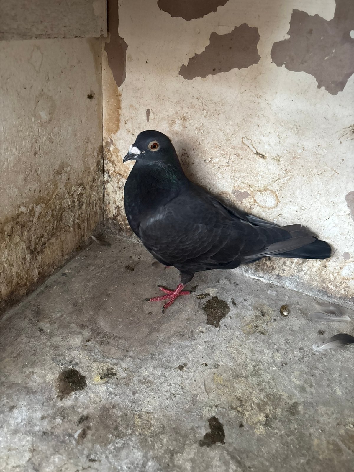 Zwarte doffer, Dieren en Toebehoren, Vogels | Duiven, Mannelijk