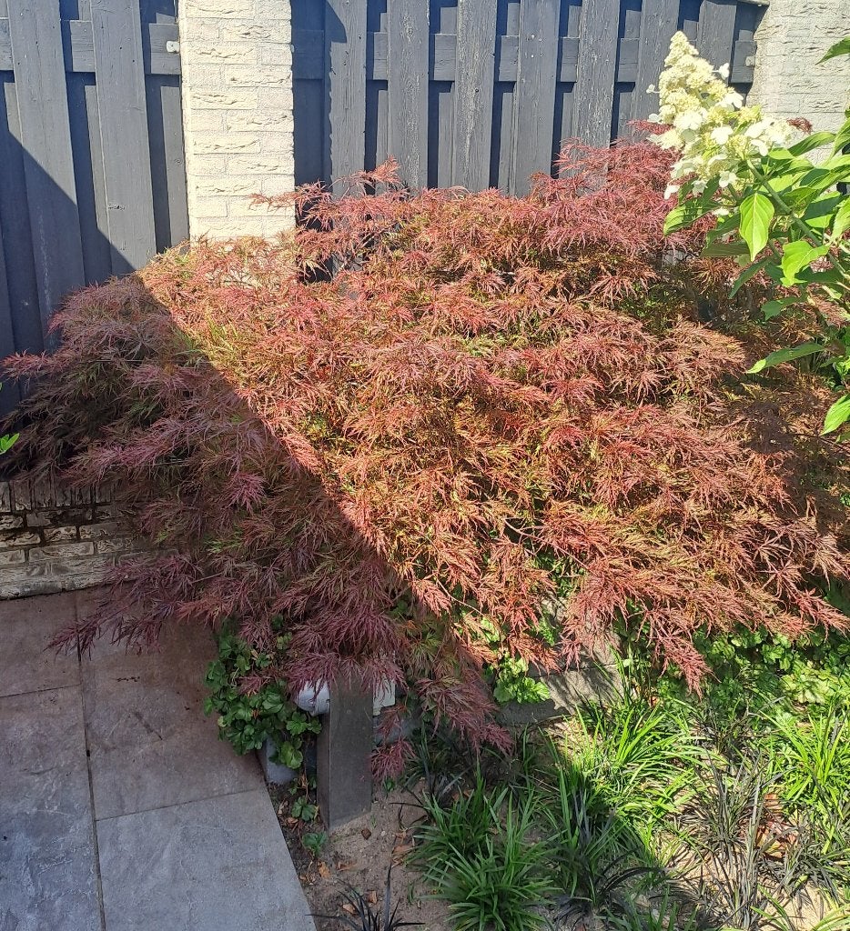 Japanse Esdoorn Garnet | Karakterboom | Stam 22 cm, Tuin en Terras, Planten | Bomen, Ophalen, Bloeit niet, Halfschaduw, Overige soorten