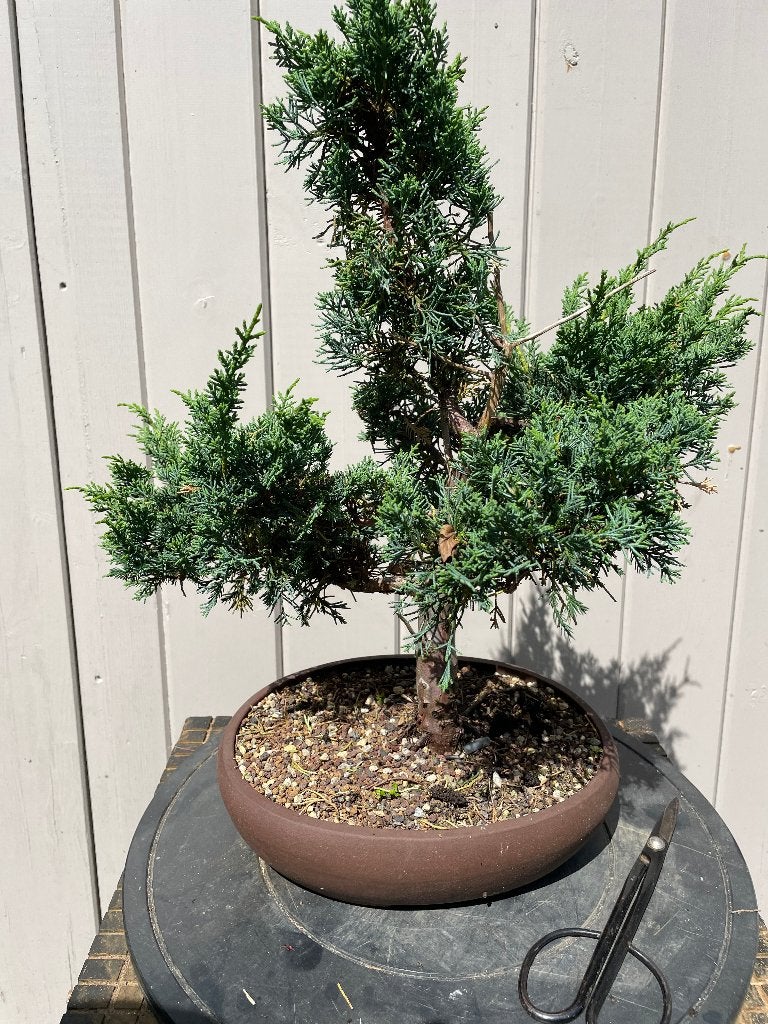 Startbonsai Juniperus itigoiwa, Ophalen, Overige soorten, Volle zon